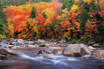 In Living Color: New England Fall Foliage