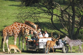 Texas Outback Sip & Safari