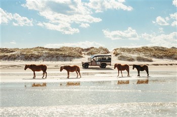 Wild Horses & Coastal Secrets: The Carolina Coast